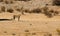 A cheetah spotting potential prey whilst moving in the arid landscape in the Kalahari Desert in the Kgalagadi Transfrontier Park b