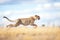 cheetah sprinting across savanna in pursuit