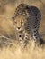 Cheetah stalking