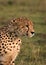 Cheetah stalking