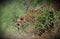 Cheetah stalking downhill