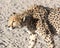 Cheetah stalking his prey at Etosha National Park, Namibia