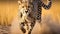 Cheetah stalking prey savanna