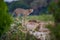 Cheetah standing on hill to look for prey