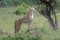 Cheetah standing on a mound