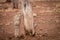 Cheetah standing next to a tree trunk.