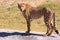 Cheetah standing on a rock