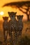 Cheetah standing in the savanna with setting sun shining.