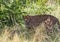 A Cheetah is standing in the savannah grass near a major road through the Caprivi-Strip in Namibia