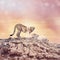 Cheetah standing on a top of rocks