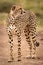 Cheetah standing on track with head raised