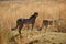 Cheetah standing in Welgevonden Game Reserve South Africa