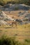 Cheetah stands on grass with rocks behind