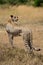 Cheetah stands on grassy mound looking back