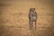 Cheetah stands in grassy plain looking left