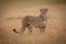 Cheetah stands in long grass turning head