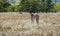 Cheetah stands on an open patch of bushy savannah looking back