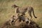 Cheetah stands over cubs on termite mound
