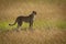 Cheetah stands in profile in tall grass