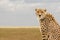 A cheetah stands on a termite mound - Masai Mara National Park -