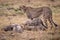 Cheetah stands watching cubs eat Thomson gazelle