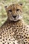 Cheetah Staring At The Camera