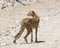 Cheetah Staring In Ngorogoro