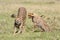 Cheetah stretching with cub