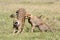 Cheetah stretching and yawning