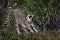 Cheetah stretching and yawning, Kenya
