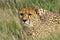 Cheetah in Tall Grass