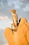 Cheetah on Termite Mound