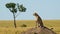 Cheetah on Termite Mound Hunting and Looking For Prey on a Lookout Looking Around in Africa, African