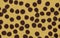 Cheetah texture background