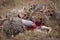 Cheetah and three cubs feeding on carcase