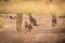 Cheetah and three cubs walking down track