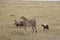 Cheetah with three cubs in the wild maasai mara