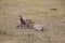 Cheetah with three cubs in the wild maasai mara