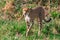 Cheetah tongue out walking in the Greenland savannah on the look out in the Maasai Mara National Game Reserve Park Riftvalley Naro