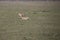 Cheetah training hunt, Serengeti, Tanzania