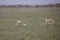 Cheetah training hunt, Serengeti, Tanzania