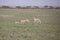 Cheetah training hunt, Serengeti, Tanzania