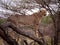 Cheetah in tree