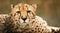 Cheetah up close