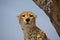 Cheetah up a tree in Africa