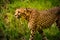 Cheetah walk on meadow in zoo Austria Steiermark Herberstein Styria tourist destination Stubenberg am See