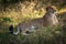 Cheetah on a walk in nature