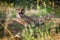 Cheetah on a walk in nature