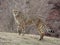 Cheetah walking on the grass