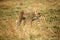 Cheetah walking through the grass